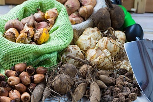 Как хранить и подготовить клубни и луковицы к посадке. 